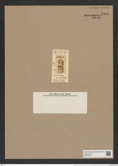 Stephanopyxis annulata Grev. (de-Toni-Nr.: Genus 187, Species 4661/2) Zeichnungen Sammlung Grunow Nr. 8306 (NHMW-BOT-W0377705)